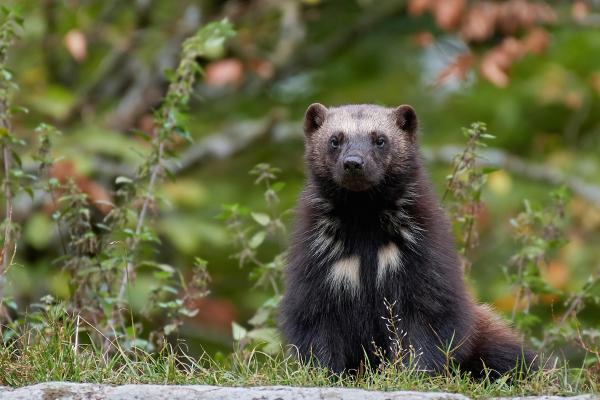 Animales solitarios: qué son y ejemplos - Glotón (Gulo gulo)