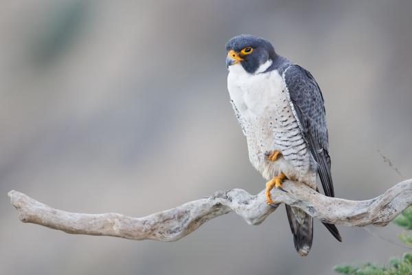 Animales solitarios: qué son y ejemplos - Halcón peregrino (Falco peregrinus peregrinator)