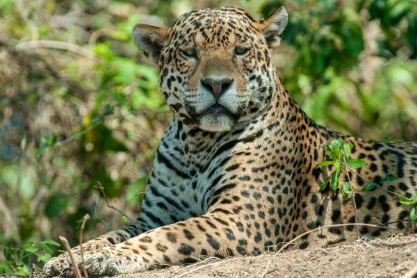 Animales solitarios: qué son y ejemplos - Jaguar (Panthera onca)