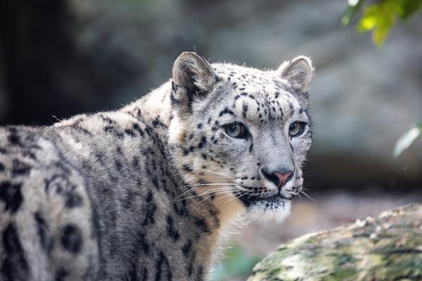 Animales solitarios: qué son y ejemplos - Leopardo de las nieves (Uncia uncia)
