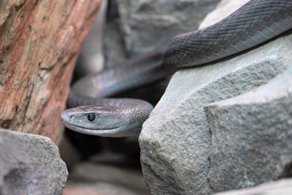 Animales solitarios: qué son y ejemplos - Mamba negra (Dendroaspis polylepis)
