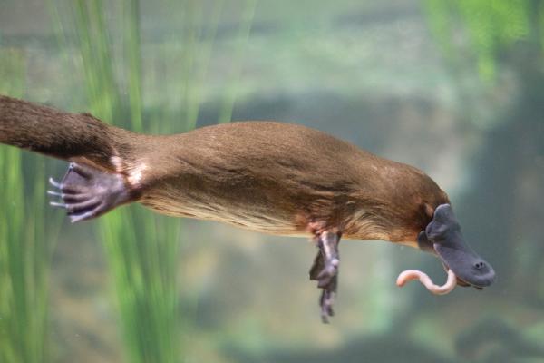 Animales solitarios: qué son y ejemplos - Ornitorrinco (Ornithorhynchus anatinus)
