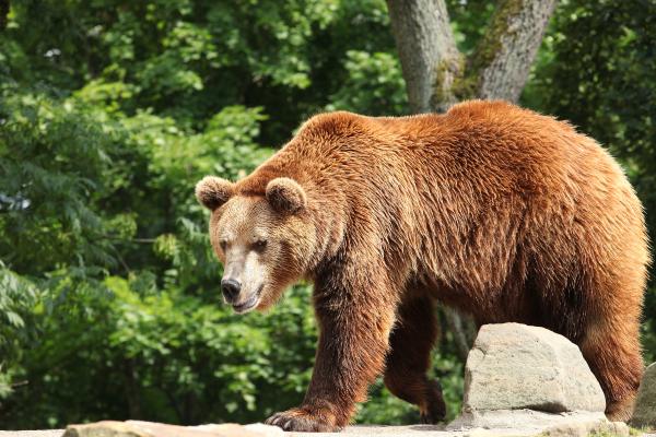 Animales solitarios: qué son y ejemplos - Oso pardo (Ursus arctos)