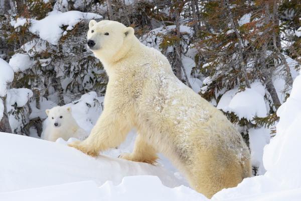 Animales solitarios: qué son y ejemplos - Oso polar (Ursus maritimus)