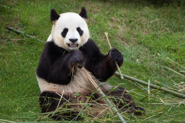 Animales solitarios: qué son y ejemplos - Panda gigante (Ailuropoda melanoleuca)