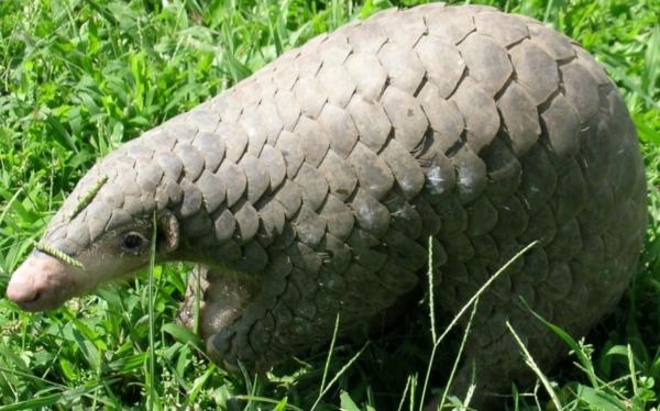 Animales solitarios: qué son y ejemplos - Pangolín chino (Manis pentadactyla)