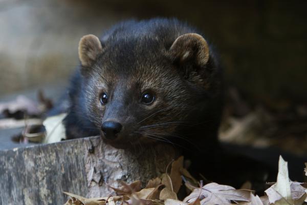 Animales solitarios: qué son y ejemplos - Pekán (Pekania pennanti)
