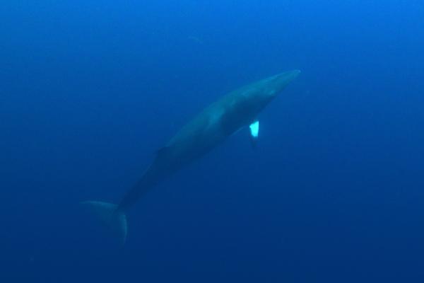 Animales solitarios: qué son y ejemplos - Rorcual aliblanco (Balaenoptera acutorostrata)