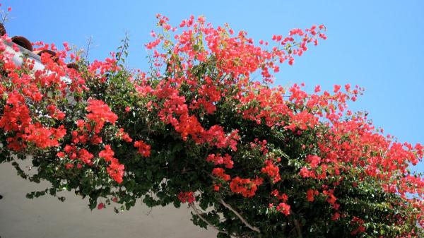 Si tu buganvilla no florece, estos son los errores más comunes que lo explican y cómo estimular su floración - Sin sol no hay flores: el requisito clave que muchos ignoran