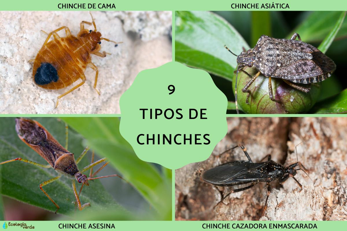 Tipos de chinches