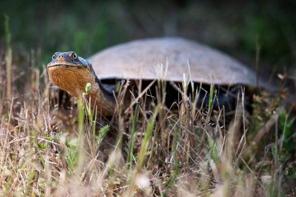 Animales solitarios: qué son y ejemplos - Tortuga de cuello de serpiente australiana (Chelodina longicollis)