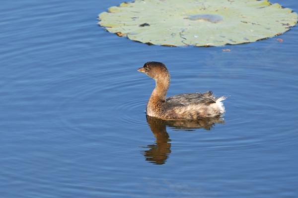Animales solitarios: qué son y ejemplos - Zampullín de pico grueso (Podilymbus podiceps)