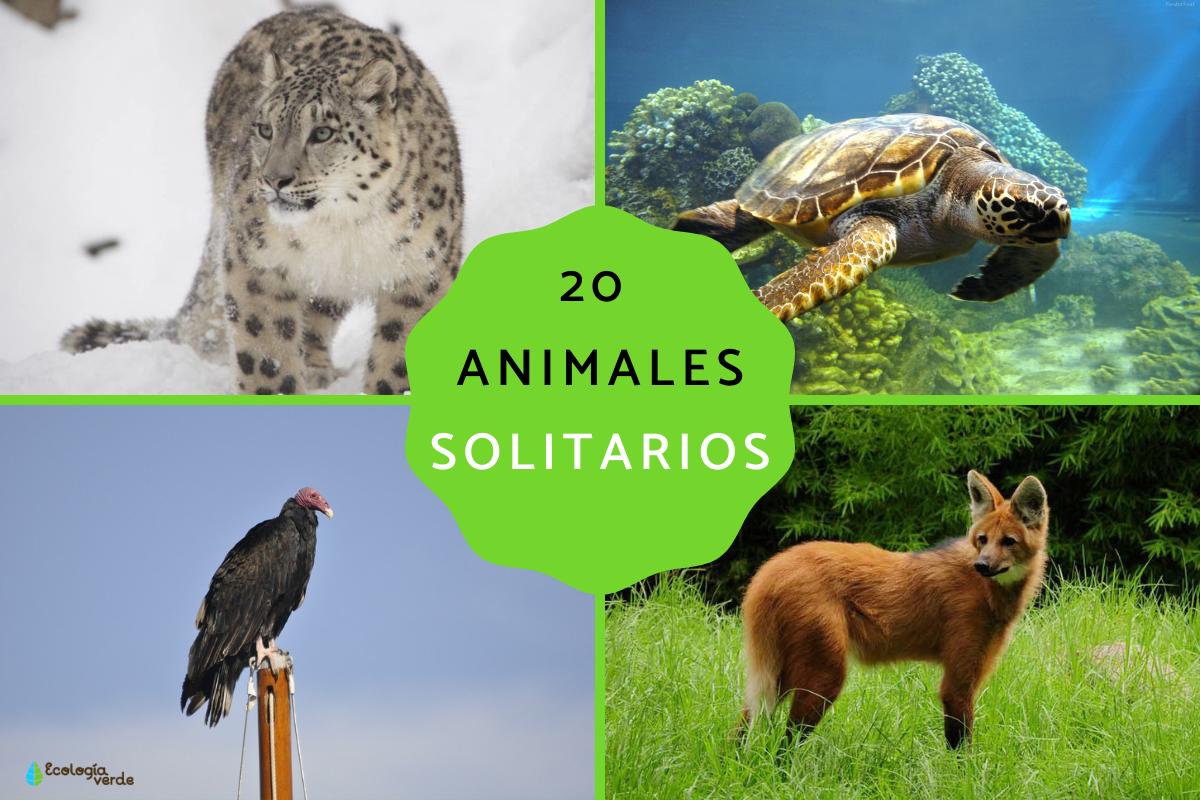 Animales solitarios