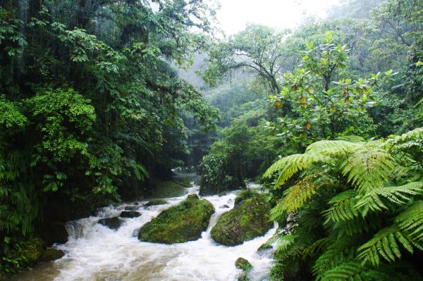 Los bosques de México más bonitos - Bosque de Niebla de Cuetzalan (Sierra Norte de Puebla)