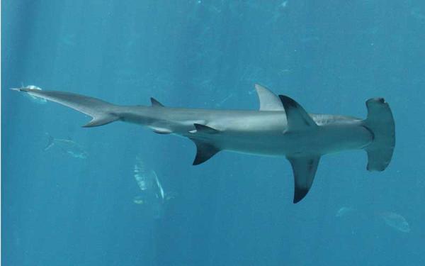 Tiburón Martillo - Descripción del tiburón martillo