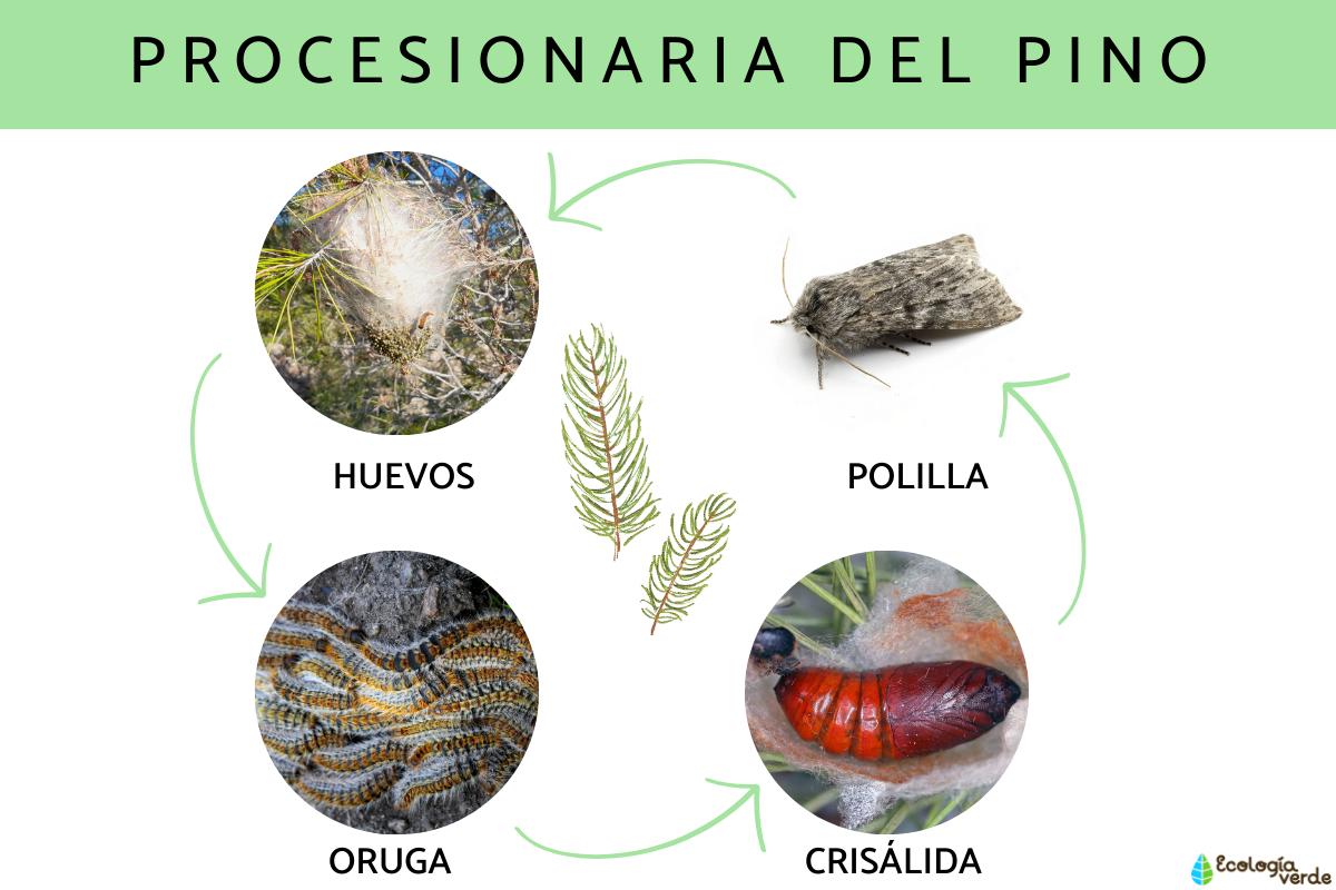 Procesionaria del pino: época, dónde se encuentra, ciclo de vida y tratamiento