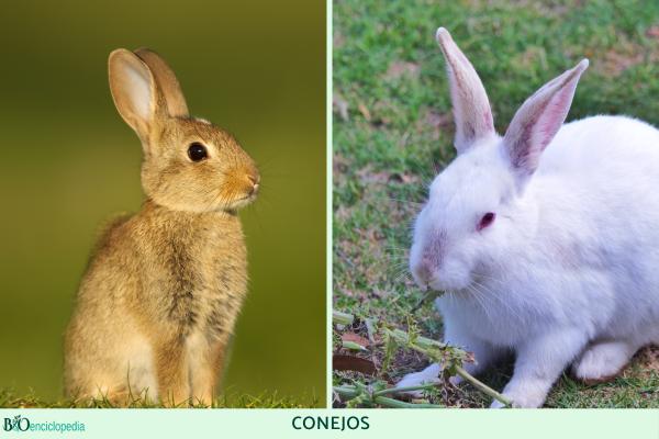Diferencia entre conejo y liebre - Características de los conejos 