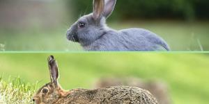 Diferencia entre conejo y liebre