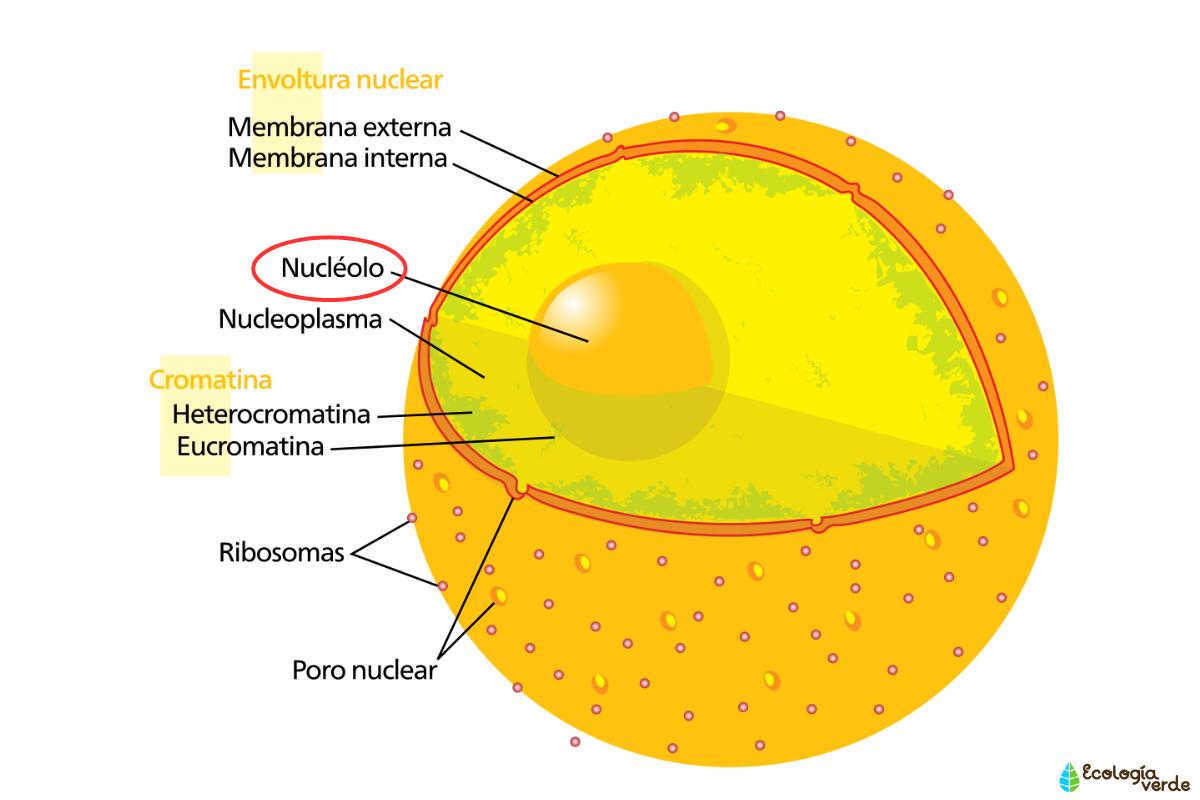 Nucléolo: qué es, función, estructura y ciclo - Resumen