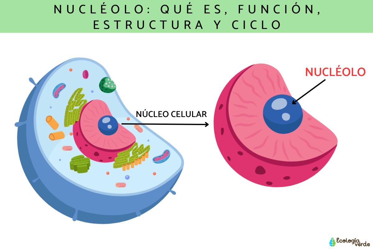 Nucléolo: qué es, función, estructura y ciclo