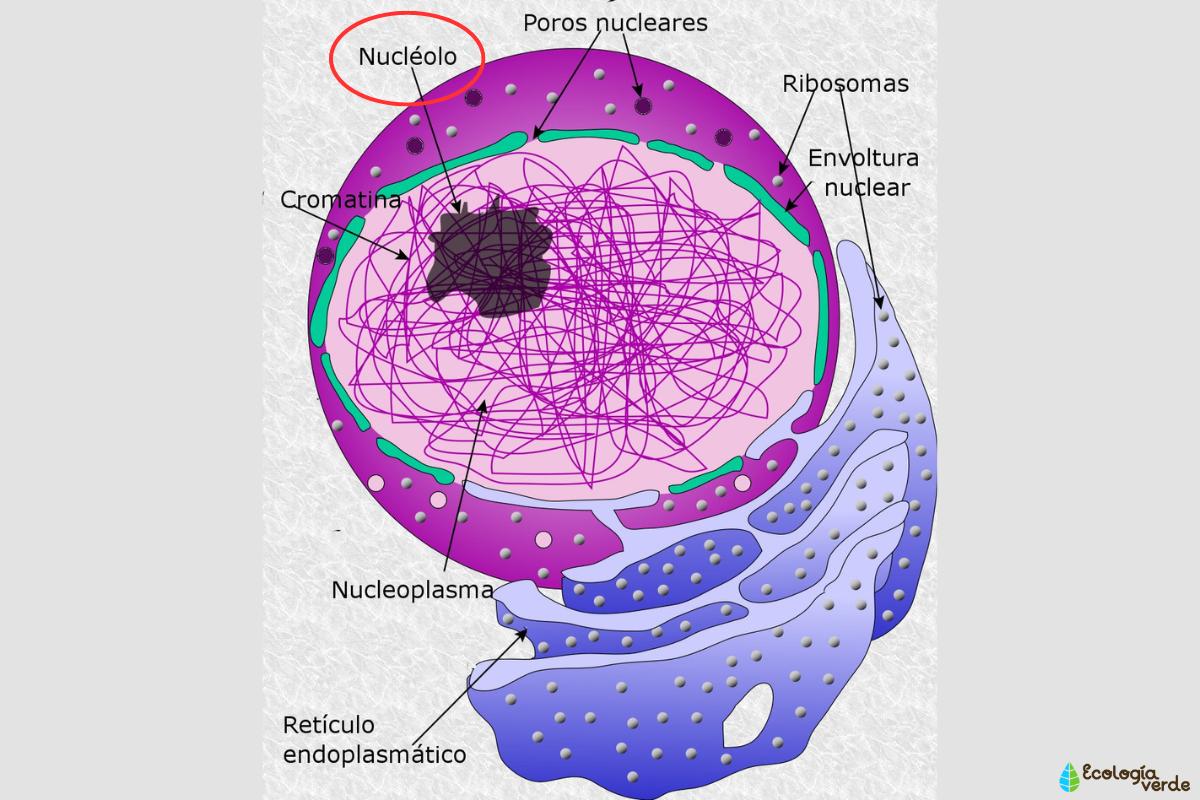 Nucléolo: qué es, función, estructura y ciclo - Resumen