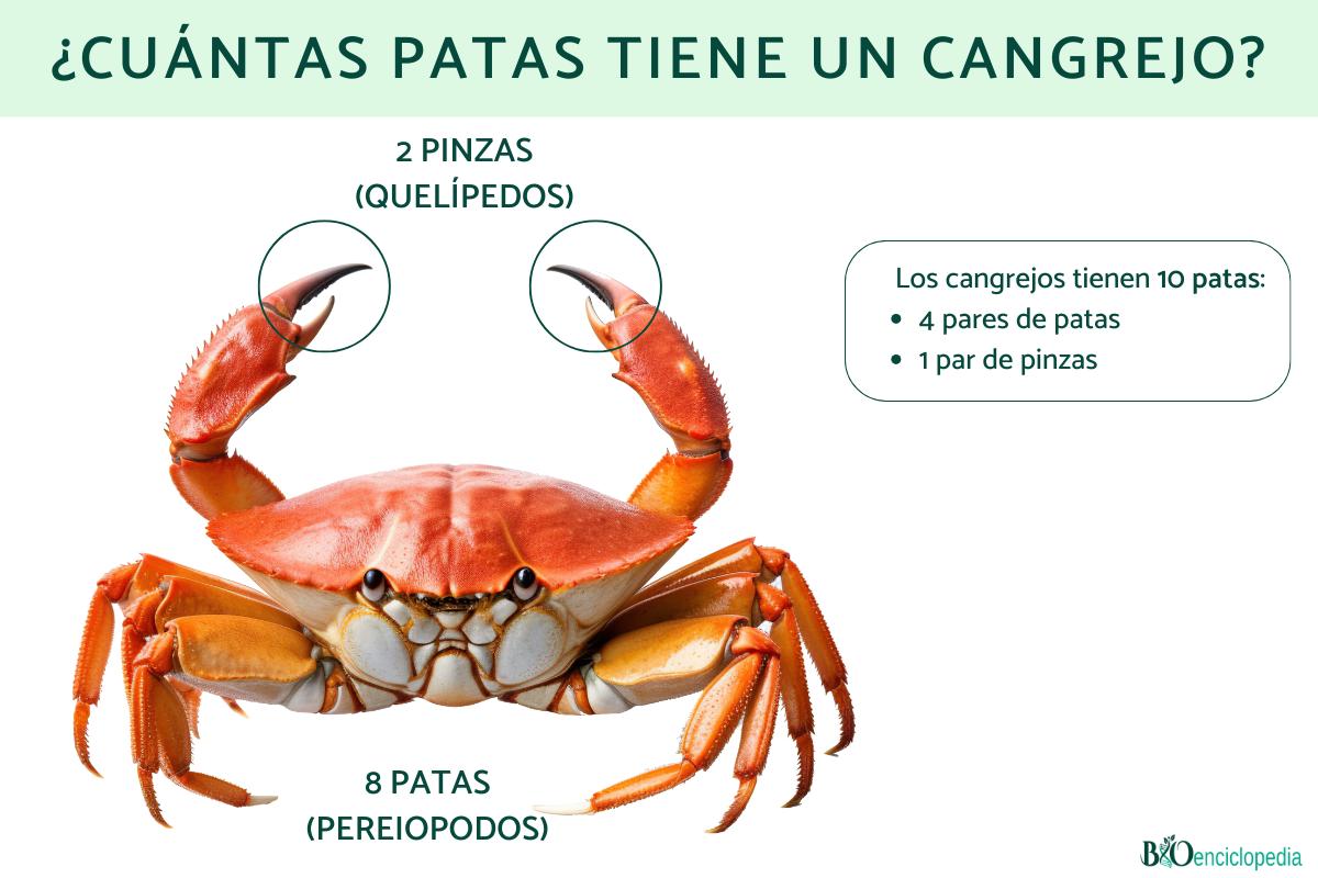 ¿Cuántas patas tiene un cangrejo?