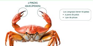 ¿Cuántas patas tiene un cangrejo?
