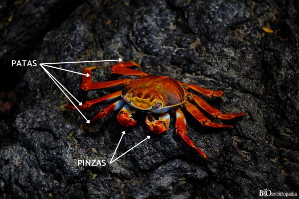 ¿Cuántas patas tiene un cangrejo? - ¿Cuántas patas tienen los cangrejos?