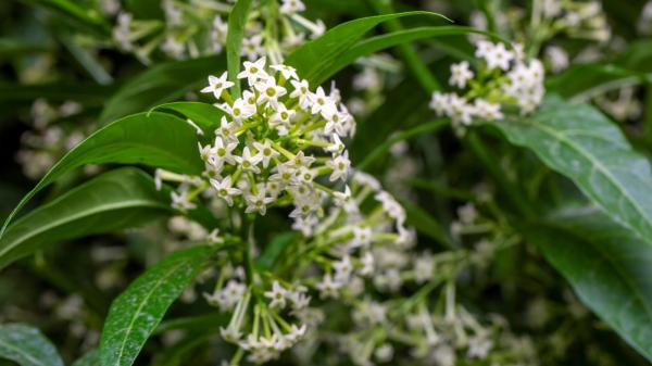La planta que anticipa la lluvia con su aroma a limón y puedes cultivar en casa: estos son sus cuidados - Estos son los cuidados que necesita la hierbaluisa para crecer en casa