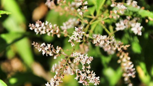 La planta que anticipa la lluvia con su aroma a limón y puedes cultivar en casa: estos son sus cuidados - La curiosa relación de la hierbaluisa o cedrón con la llegada de la lluvia