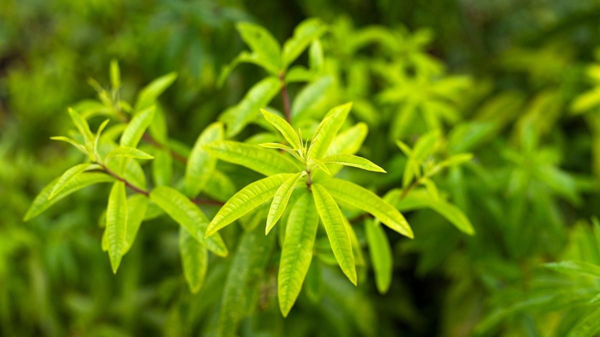 La planta que anticipa la lluvia con su aroma a limón y puedes cultivar en casa: estos son sus cuidados