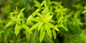 La planta que anticipa la lluvia con su aroma a limón y puedes cultivar en casa: estos son sus cuidados