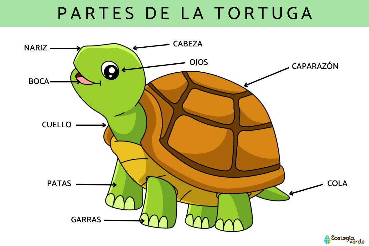 Partes de la tortuga