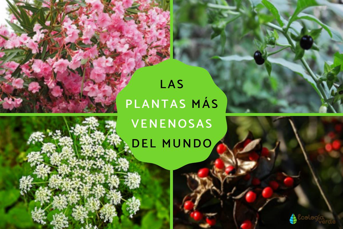 Cuáles son las plantas más venenosas del mundo