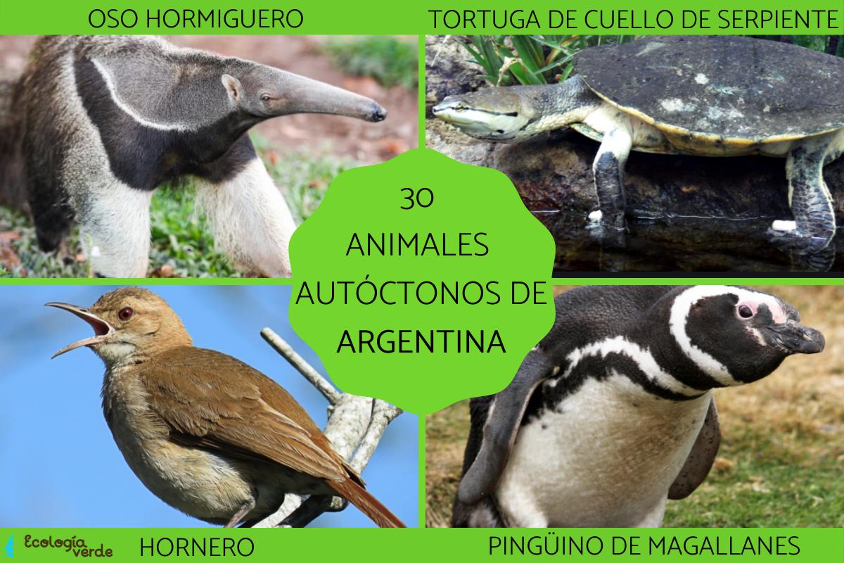 Animales autóctonos de Argentina