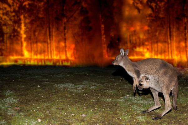 Desastres naturales en el mundo - Incendios forestales de Australia - 2019-2020