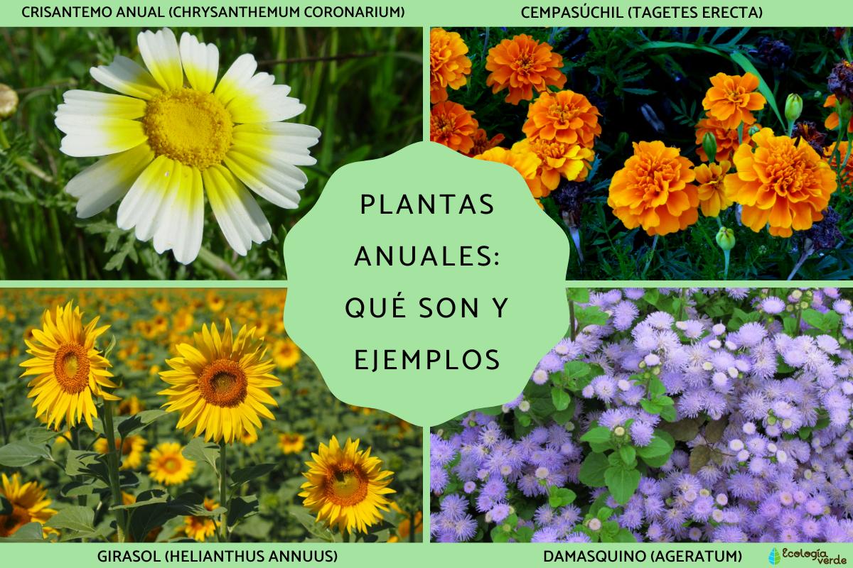 Plantas anuales: qué son y ejemplos