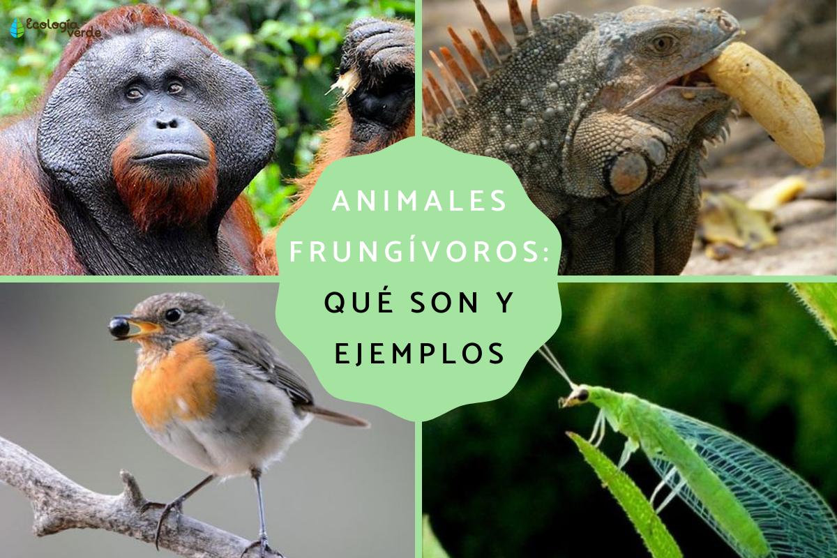 Animales frugívoros: características y lista de ejemplos
