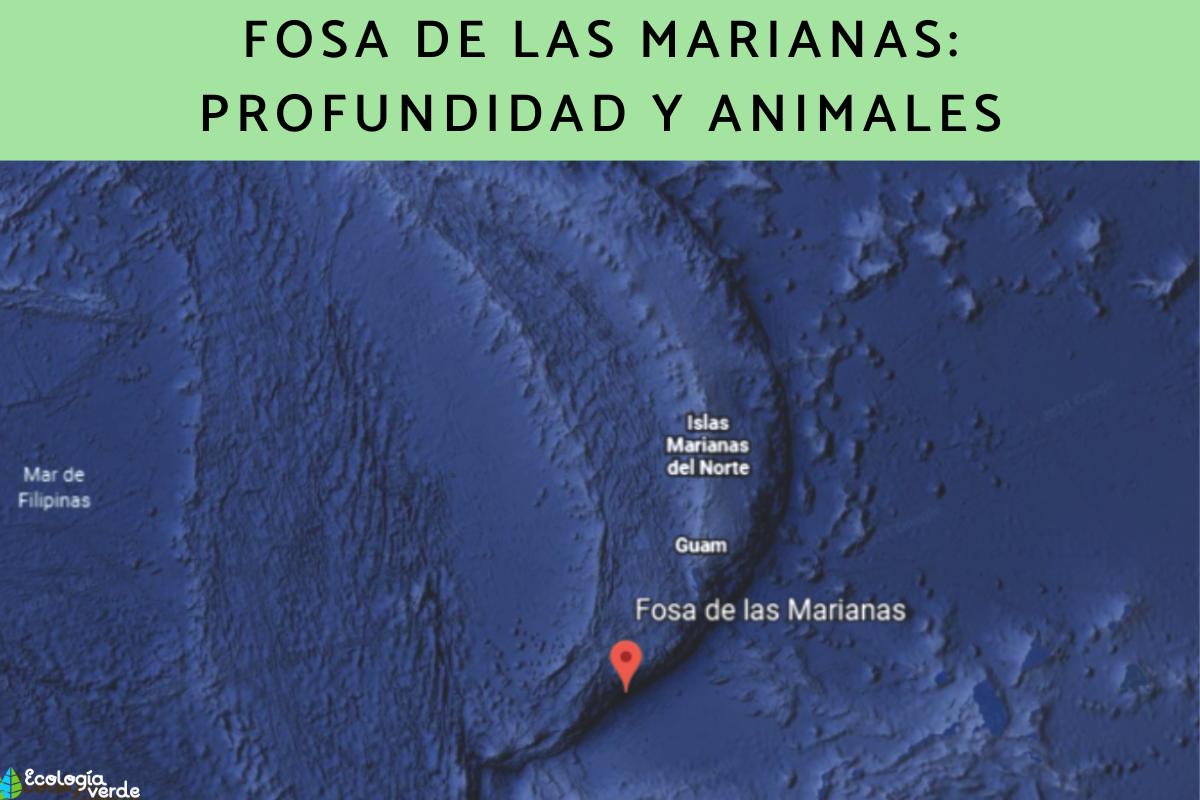 Fosa de las Marianas: profundidad y animales