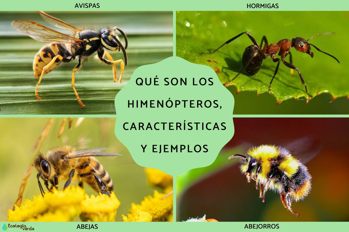 Himenópteros: qué son, características y ejemplos