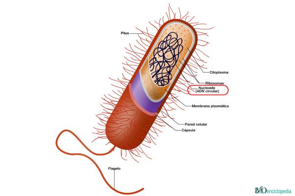 Nucleoide: qué es, características, función, estructura y diferencia con el núcleo - Características del nucleoide 