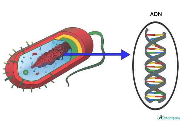 Nucleoide: qué es, características, función, estructura y diferencia con el núcleo - Estructura del nucleoide