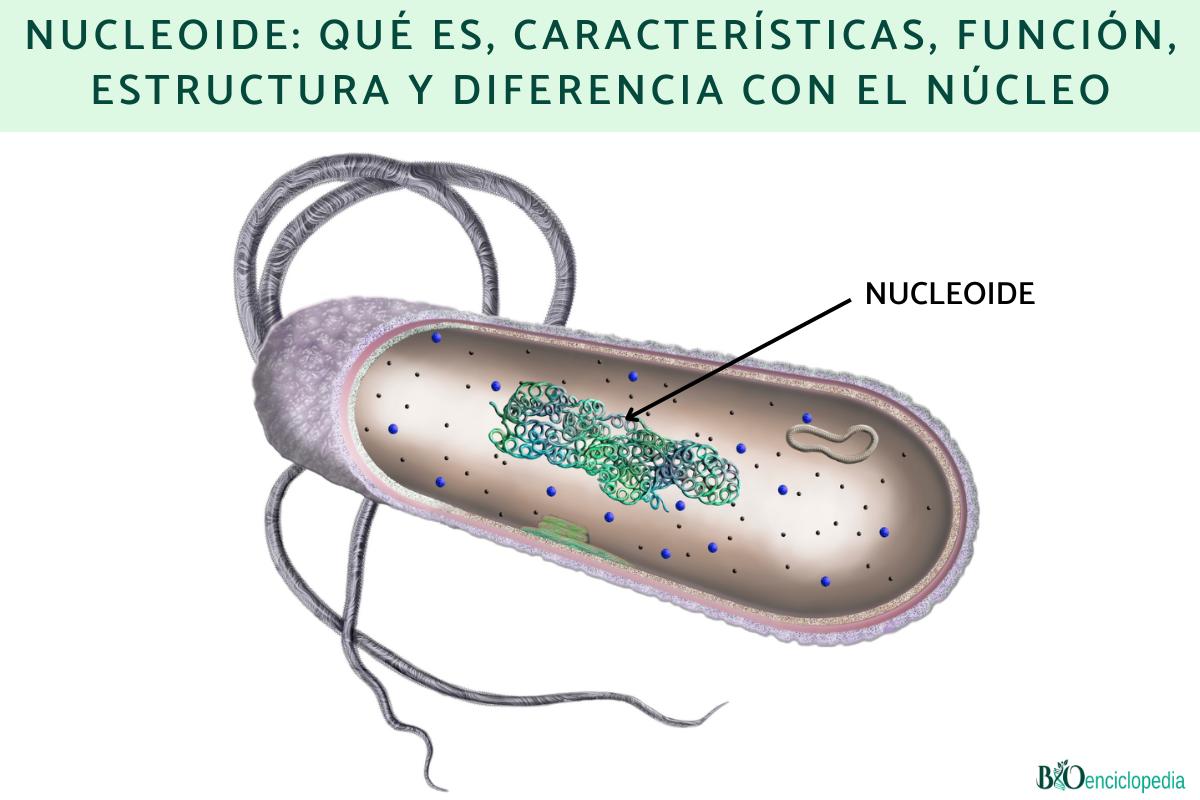 Nucleoide: qué es, características, función, estructura y diferencia con el núcleo