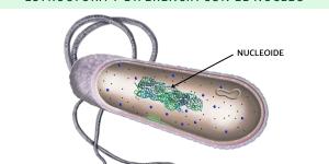 Nucleoide: qué es, características, función, estructura y diferencia con el núcleo