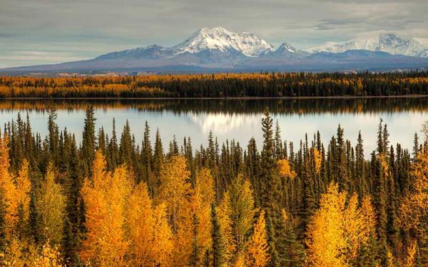 Taiga: qué es y características - Clima de la taiga