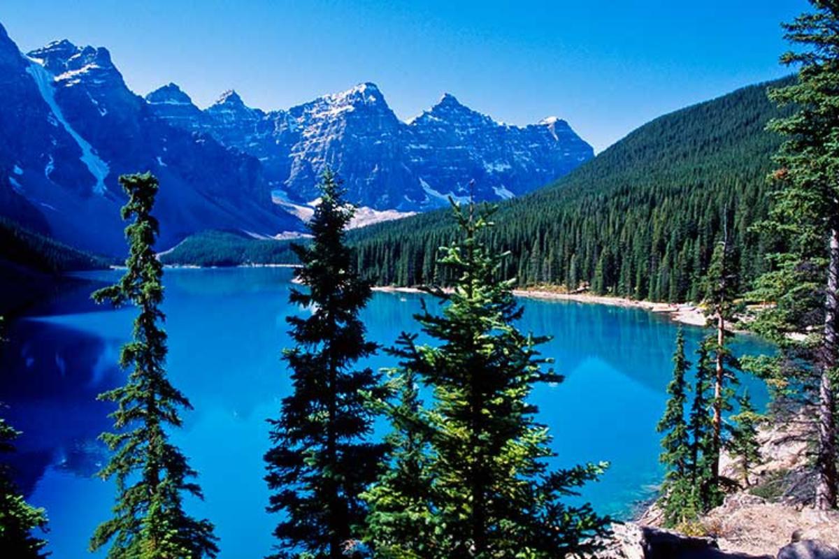 Taiga: qué es y características