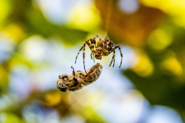 Depredadores de las abejas y avispas - Arañas