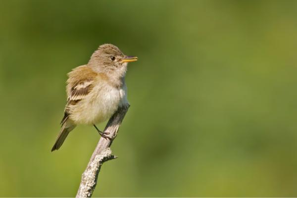 Depredadores de las abejas y avispas - Atrapamoscas saucero (Empidonax traillii)