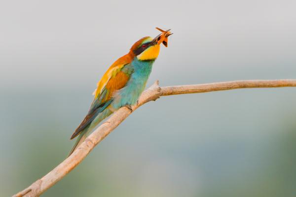 Depredadores de las abejas y avispas - Aves comeabejas o merópidas