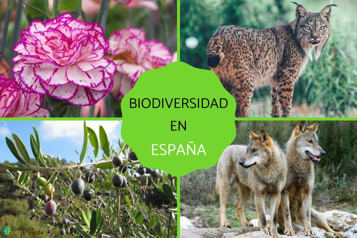 Biodiversidad en España